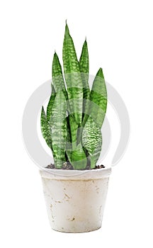 House plant Sansevieria