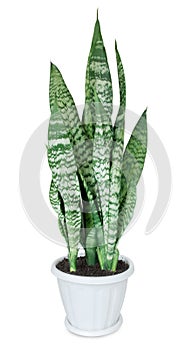 House plant Sansevieria