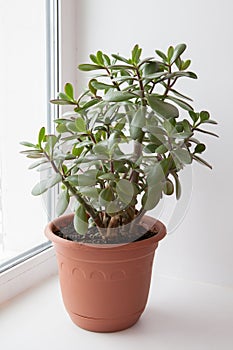 House plant tree-crusted tree Crassula arborescens