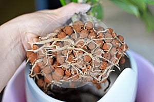 House plant with well grown roots in expanded clay pellets in passive hydroponics