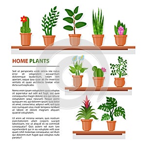 House plants banner photo