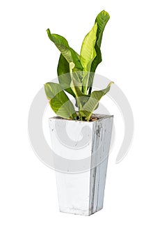 House plants in cement pot isolate on white background