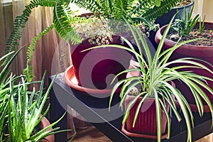 House plants close-up shot. Spider plant, nephrolepis exaltata and aloe vera plants.