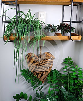 House plants different potplant sets. industrial green interior. Urban jungle interior in livingroom of home garden jungle.