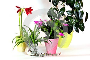 House plants flowers