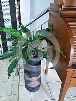 In house plants...Fm.Indonesia  GELOMBANG CINTA  Wave of love  