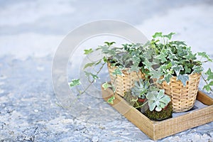 House plants, green succulents in a wooden box on a metal countertopa