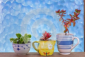 House plants grown in recycled mugs, sugar bowl and milk jug on window sill with bubble texture glass behind