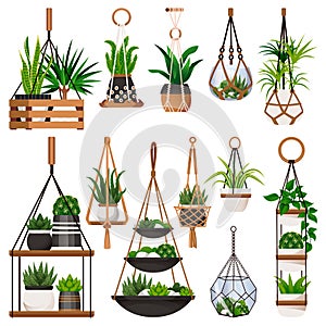 House plants in hanging macrame pots, isolated on white background. Vector flat illustration of green potted houseplants photo