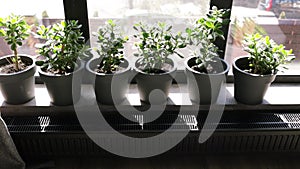 House plants on a light background. Shadow of focus on the floor near window.