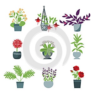 House plants set