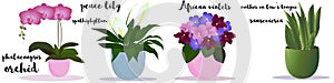 House plants set. Indoor garden flowers, collection of potted plants. With a text name Orchid Phalaenopsis, Peace Lilly,