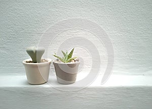 House plants, succulents, cactus and indoor. potted plants and botanical for the indoor garden -image