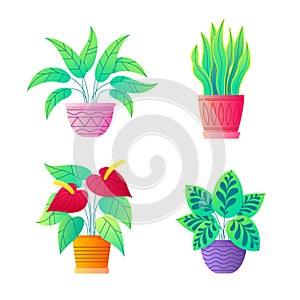 House plants vector collection. Peace lily, Anthurium, Snake plant. Icon set of potted indoor flowers