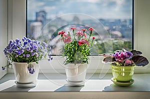 House plants on window. Carnation, blue flower and kala.