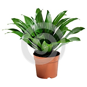 House plnt Dracaena Fragrans