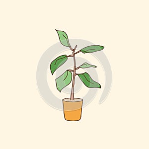 House potted plant. Hand draw. Vector illustration.