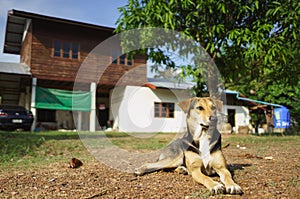 House protecting dog