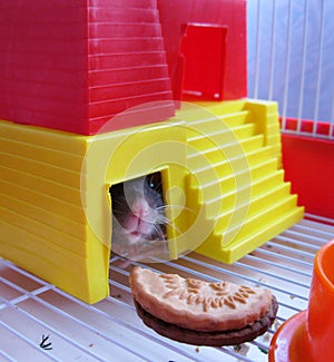 House for rats