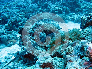 House Reef Soma Bay Egypt 2023