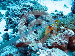 House Reef Soma Bay Egypt 2023