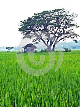 House in the Rice field