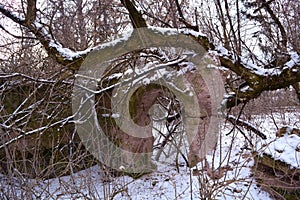 House ruins with arc in winter