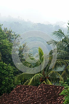 a house\'s roof enveloped by trees, with mist-capped hills in the background