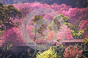 House of sakura