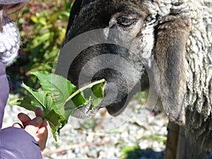 A house sheep is vegetarian fed