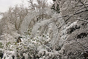 House in the snowy woods