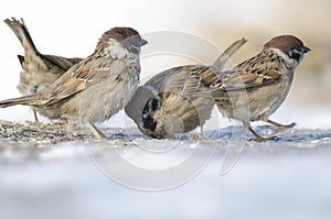 House Sparow (passer domesticus)