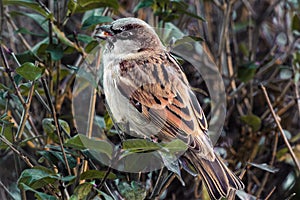 House Sparrow