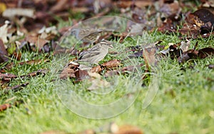 House Sparrow