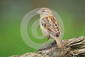 House sparrow