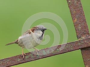 House Sparrow