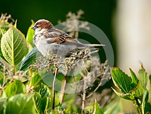 House Sparrow