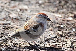 House Sparrow