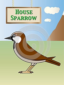 House sparrow