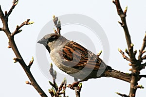 House sparrow photo