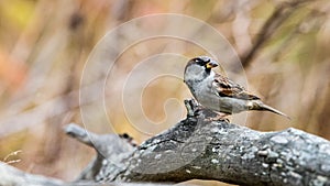 House sparrow