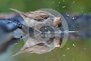 House sparrow bathes with lot of blobs in mirror effect water