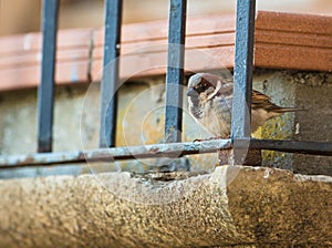 House Sparrow behind bars