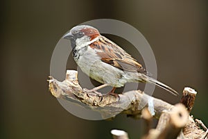 House sparrow bird.