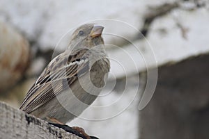 An house sparrow bird over the door of our backyard and poses fearlessly. This is almost engdangered species in the villages.