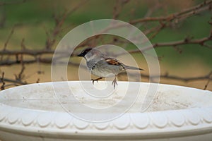 House Sparrow On Birdbath