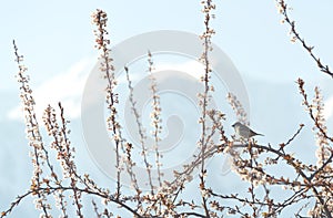 House sparrow on blooming plum branches in the early morning in springtime with alpine snow mountains, Austria