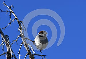 House sparrow on branch against blue sky - Passer domesticus