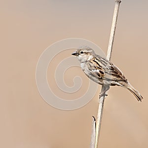 House sparrow on a branch, Bardia, Nepal