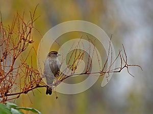 House sparrow on a branch, close-up photo, blurred background